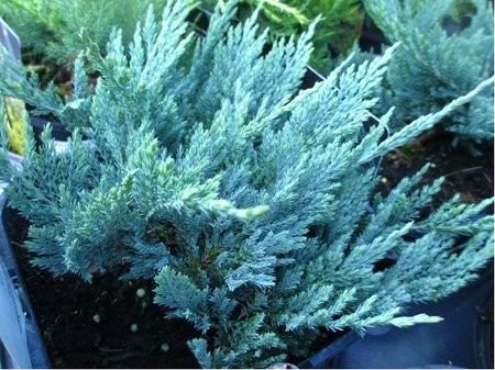 Jalovec plaziv� - Juniperus hor. BLUE CHIP