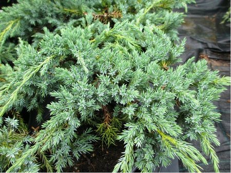 Jalovec �upinat� - Juniperus squamata BLUE CARPET, C 2 l