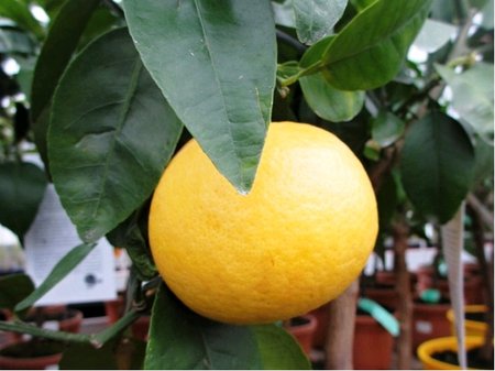 Grep POMPELMO v kv�tin��i P20