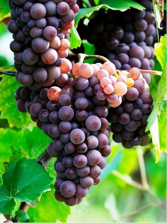 R�va venkovn� RULANDSK� �ED� (Pinot Gris)