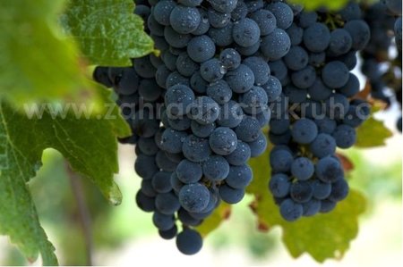 R�va venkovn� MOSCATO ADDA  - modr�