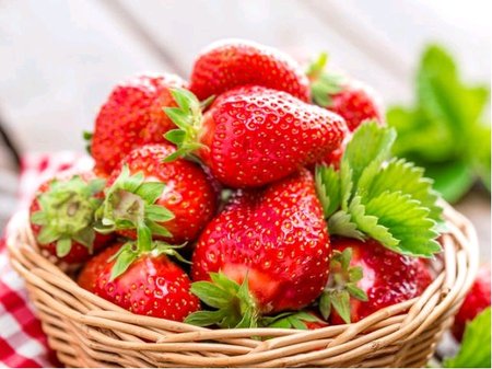 Jahodn�k VIMA� TARDA 6 ks - pozdn�, frigo sadba