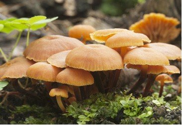 Pen�zovka sametonoh� - Flamulina velutipes - kol��kov� sadba