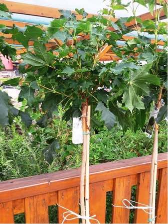 Javor ml�� - Acer plat. GLOBOSUM - kmen 120cm