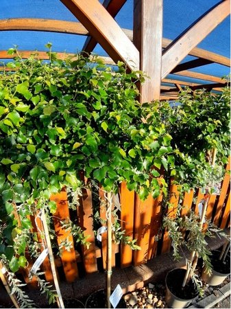 B��za b�l� - Betula pendula MAGICAL GLOBE� - kmen 100cm