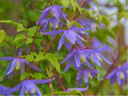 Clematis alpina, C 1,6 l