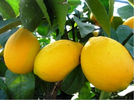 Citron�k MEYER v kv�tin��i P12
