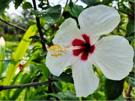 Ibi�ek pokojov� - b�l�
