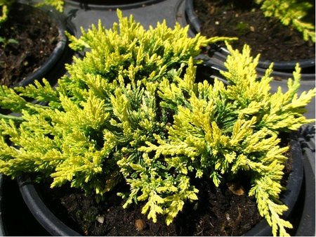 Jalovec pol�hav� - Juniperus hor. GOLDEN CARPET, C 2 l