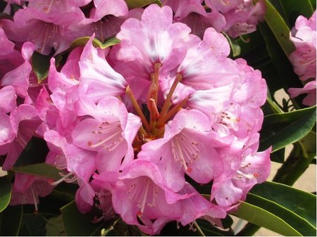Rhododendron KALINKA - r��ov�