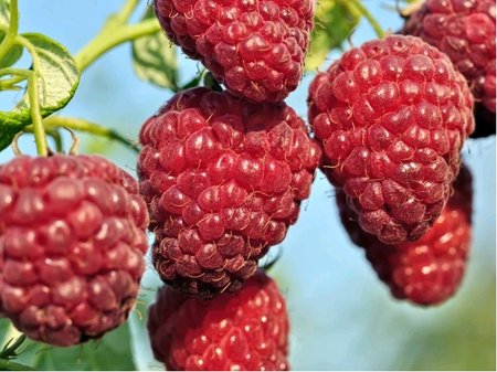 Malin�k TULAMEEN - �erven�, jednouplod�c�