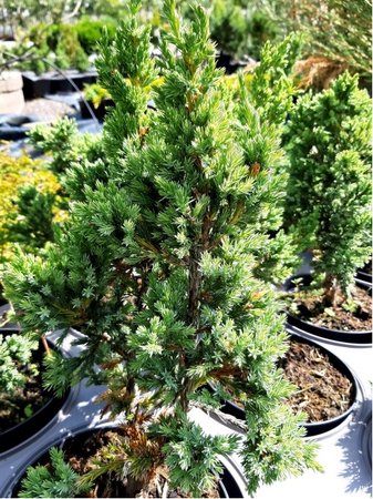 Jalovec �upinat� - Juniperus squamata BLUE COMPACT