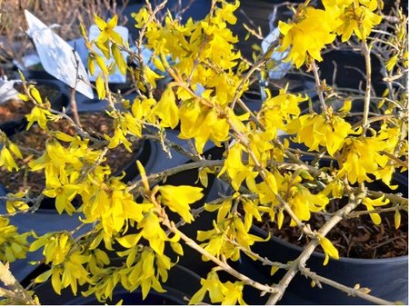 Zlatice - Forsythia MAREE D�OR�