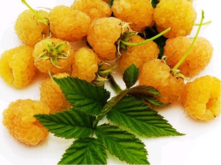 Malin�k GOLDEN EVEREST - �lut�, st�leplod�c�