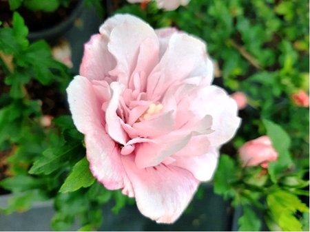Ibi�ek syrsk� PINK CHIFFON�- r��ov�, plnokv�t�, C 2,5 l