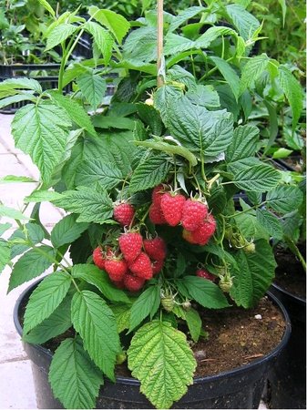 Malin�k BONBONBERRY� YUMMY - �erven�, st�leplod�c�, zakrsl�