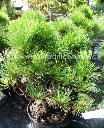 Borovice �ern� - Pinus nigra BAMBINO�, C 7,5 l