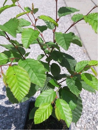 Habr obecn� - Carpinus betulus