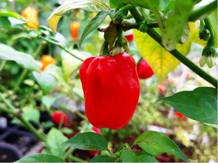 Chilli papri�ka HABANERO RED