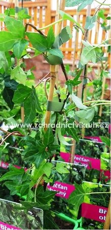 B�e�an pop�nav� - Hedera helix GREEN RIPPLE, C 1,6 l