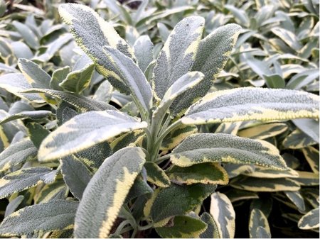 �alv�j BERGGARTEN