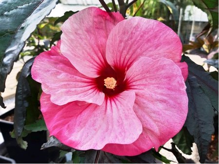 Americk� velkokv�t� ibi�ek CAROUSEL PINK CANDY� - sv. r��ov�