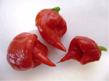 Chilli papri�ka CAROLINA REAPER