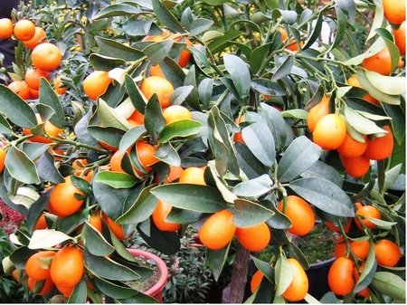 Mandarinka KUMQUAT v kv�tin��i P15