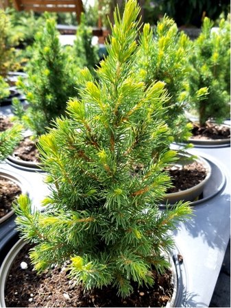 Smrk siv� - Picea glauca J. W. DAISY�S WHITE, C 2 l