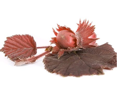 L�ska nejv�t�� PURPUREA - �ervenolist�, C 1 l