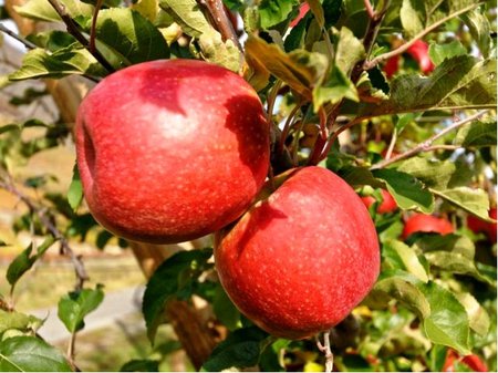 Jablo� �EHT�� SOUDKOVIT� - podno� A2