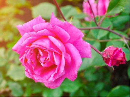 R��e PINK CLOUDE - pnouc�, r��ov� C 2 l