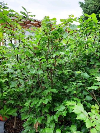 Buk lesn� - Fagus sylvatica, C 2 l