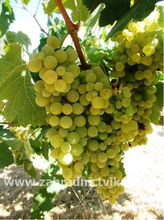 R�va venkovn� SAUVIGNON - b�l�