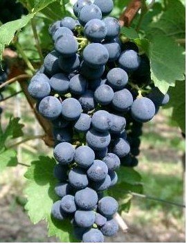 R�va venkovn� CABERNET SAUVIGNON - modr�