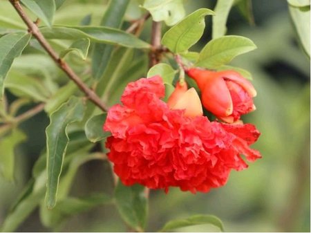 Velkokv�t� gran�tov� jablko - Punica granatum PLENIFLORA