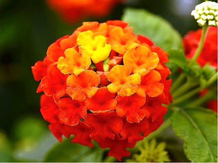 Lantana Evita� Red - �erven�