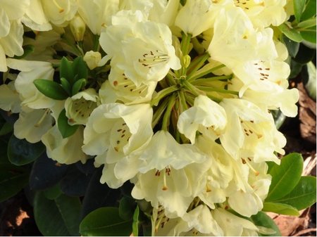 Rhododendron SHAMROCK - sv. �lut�, C 1,3 l