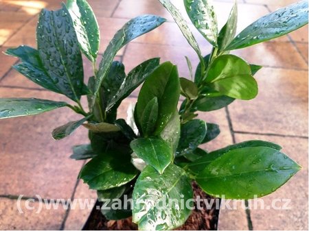 Bobkovi�e� l�ka�sk� - Prunus laurocerasus NOVITA, C 1,4 l