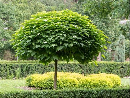 Katalpa truba�ovit� - Catalpa bignonioides NANA - kmen 120 cm