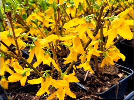 Zlatice - Forsythia intermedia LYNWOOD GOLD, C 1,4 l