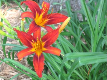 Denivka - Hemerocallis SAMMY RUSSEL - �ervenooran�ov�, C 1,4 l