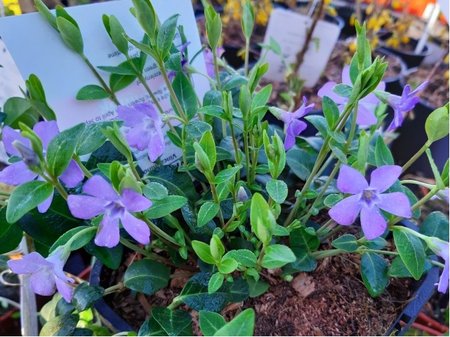 Barv�nek men�� - Vinca minor, C 1,4 l