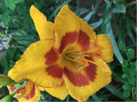 Denivka - Hemerocallis PRINCE OF ORANGE - oran�ovo�lut�, C 1,4 l