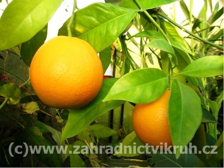 Pomeran�ovn�k ARANCIO v kv�tin��i P20