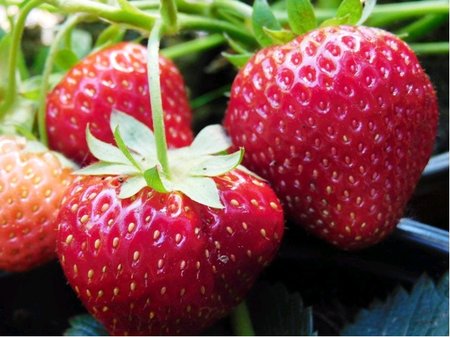 Jahodn�k KIMBERLY� 6 ks - ran�, frigo sadba