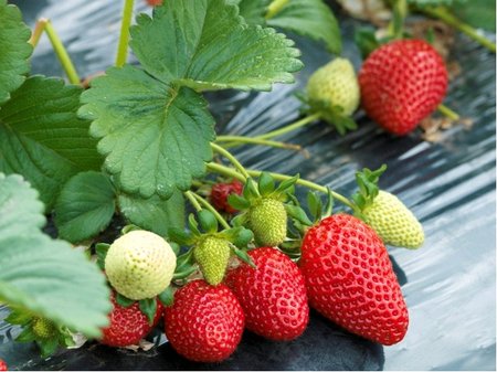 Jahodn�k OSTARA 6 ks - st�leplod�c�, frigo sadba