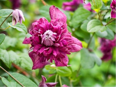 Clematis PURPUREA PLENA ELEGANS - purpurov�, plnokv�t�