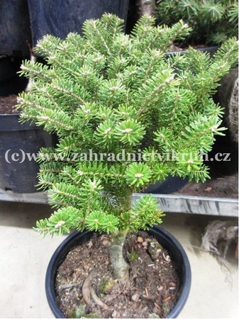 Jedle korejsk� - Abies koreana FLIEGENDE UNTERTASSE, C 5 l