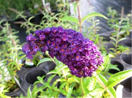 Buddleja davidii BLACK KNIGHT - fialov�